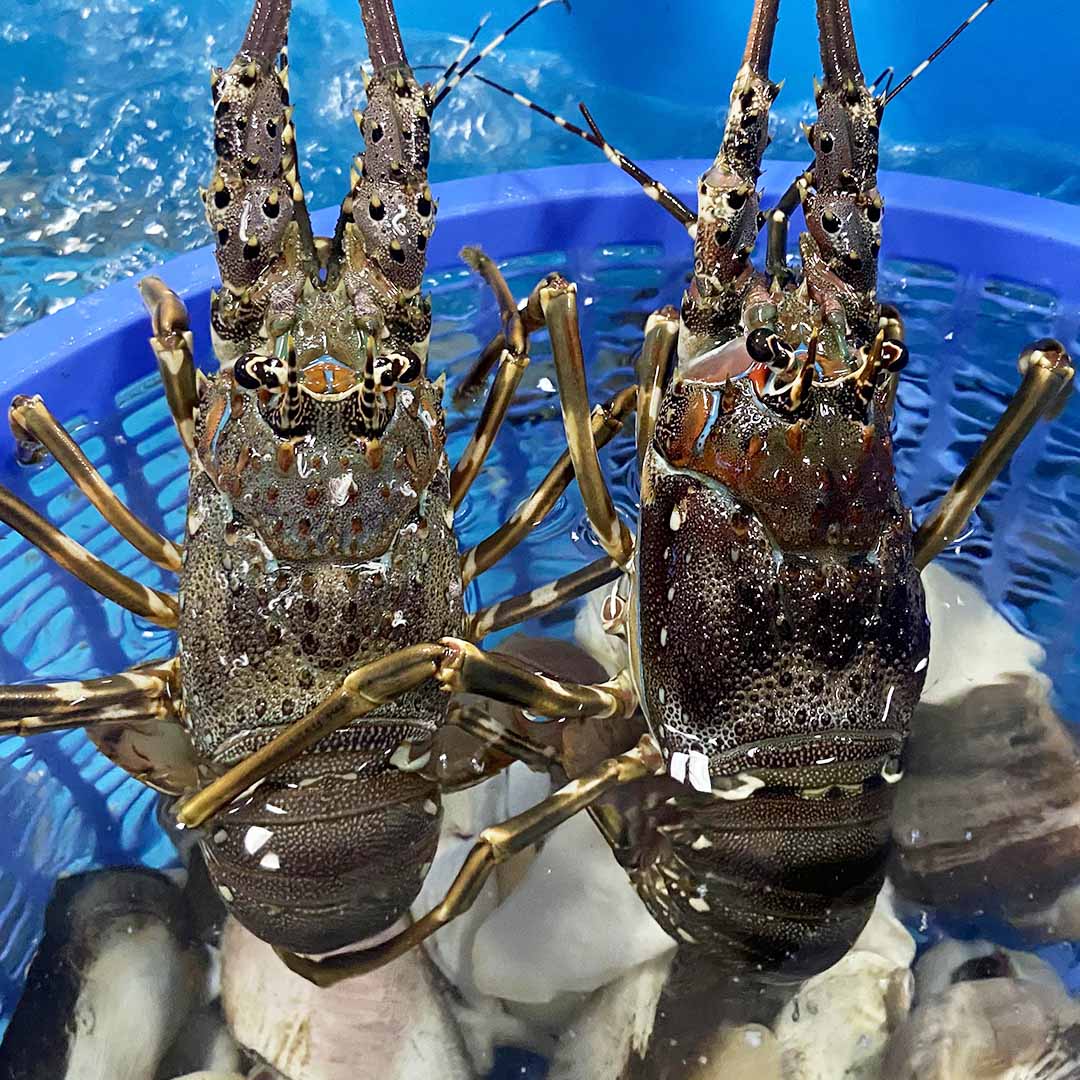 Tôm hùm
